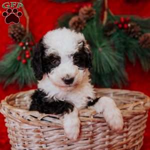 Wanda, Mini Bernedoodle Puppy